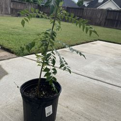 1 Curry Leaves Potted Plant 