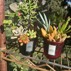 Little Succulents, Each Pot $3