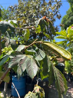 Healthy Pepeto Tree With Fruit