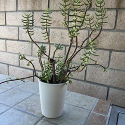 White Ceramic Pot With Succulent’s 