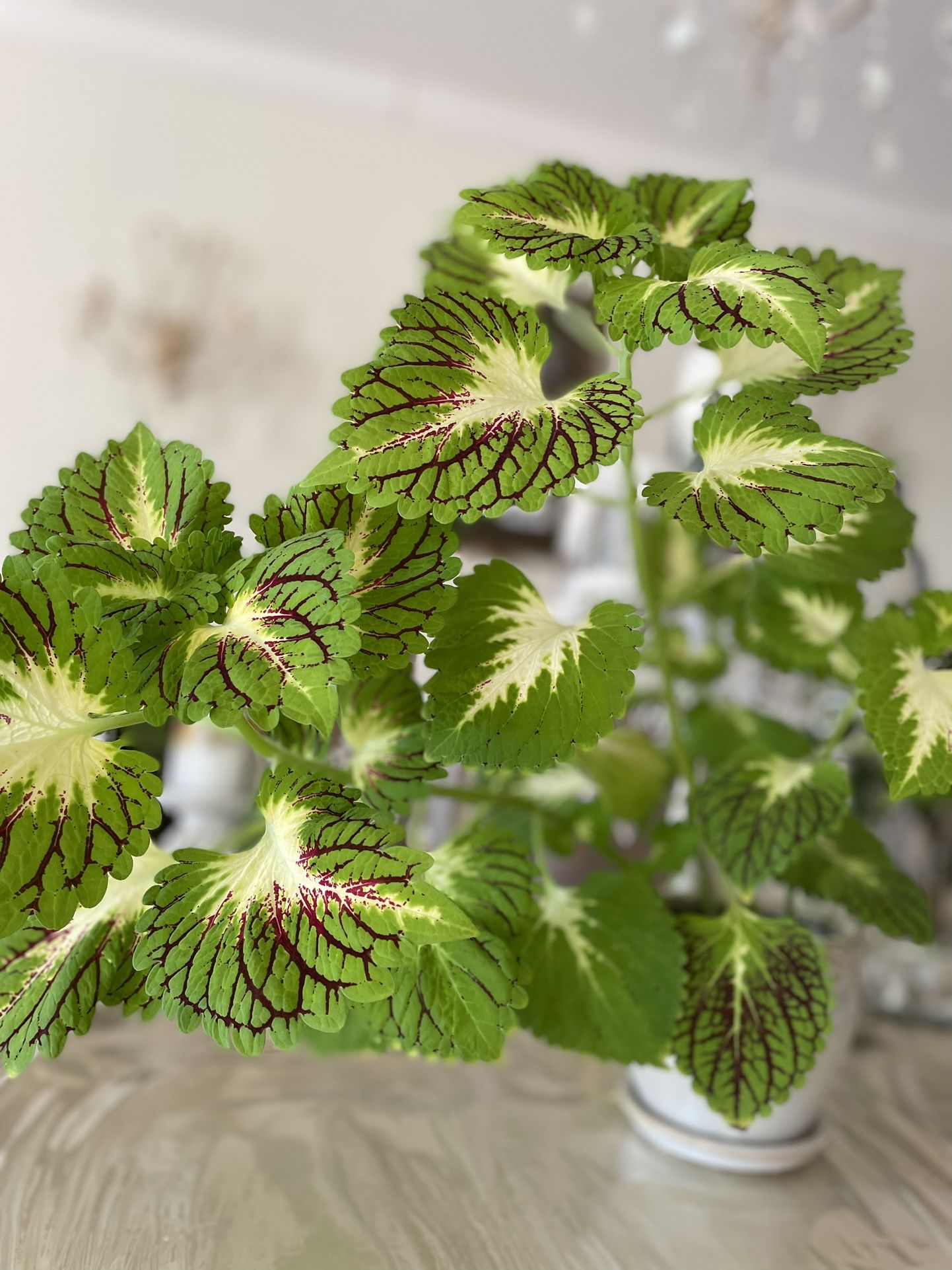 Beautiful houseplant coleus in a decorative ceramic pot.