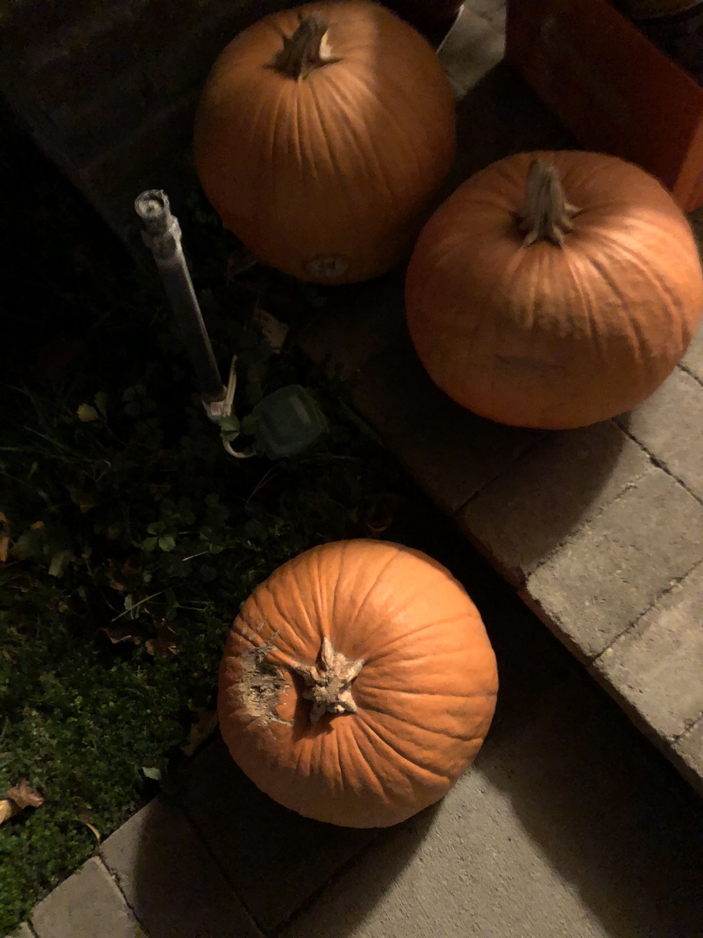 Five Free Pumpkins