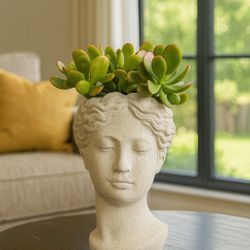 Face planter with Crassula ovata ready to decorate your space.