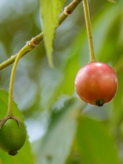 Jamaican Cherry Trees 4 To 5 Ft Yellow And Red Varieties