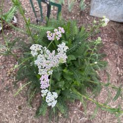 Pink Yarrow -PERRENIAL