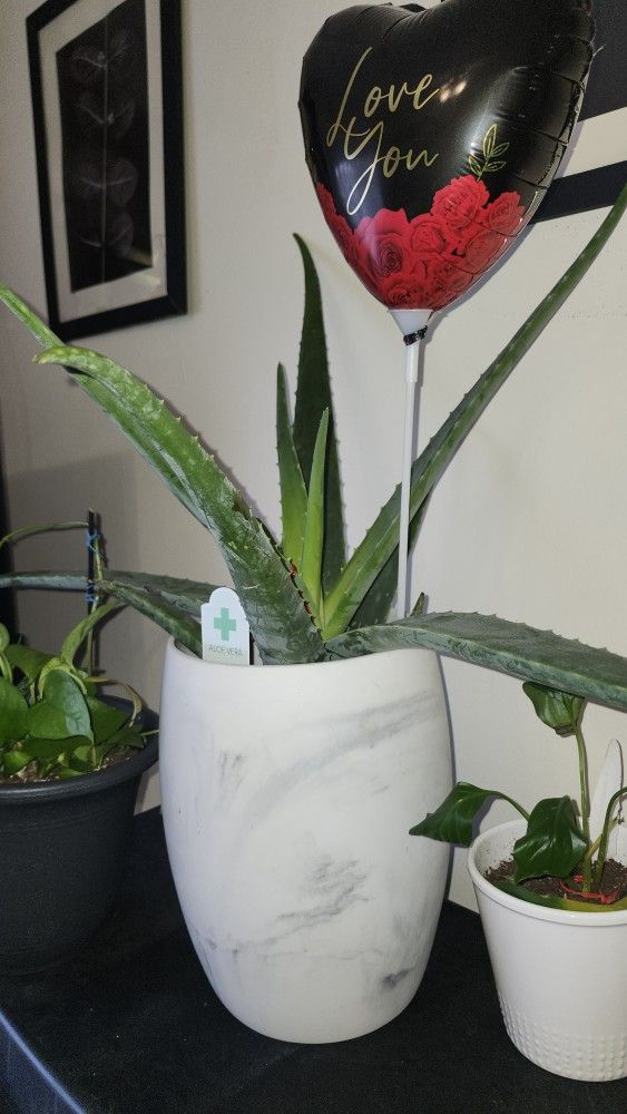 Planta Natural De Savila