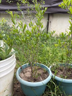 Pomegranate, Fig And Loquat Trees For Sale