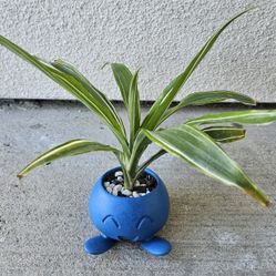 Plant With Pot