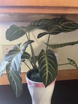 $14 Each Beautiful Plant 