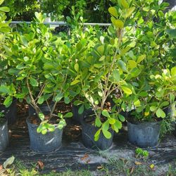 Beautiful Clusias Plants For Inmediate Privacy!!! 3-4 Feet Tall 