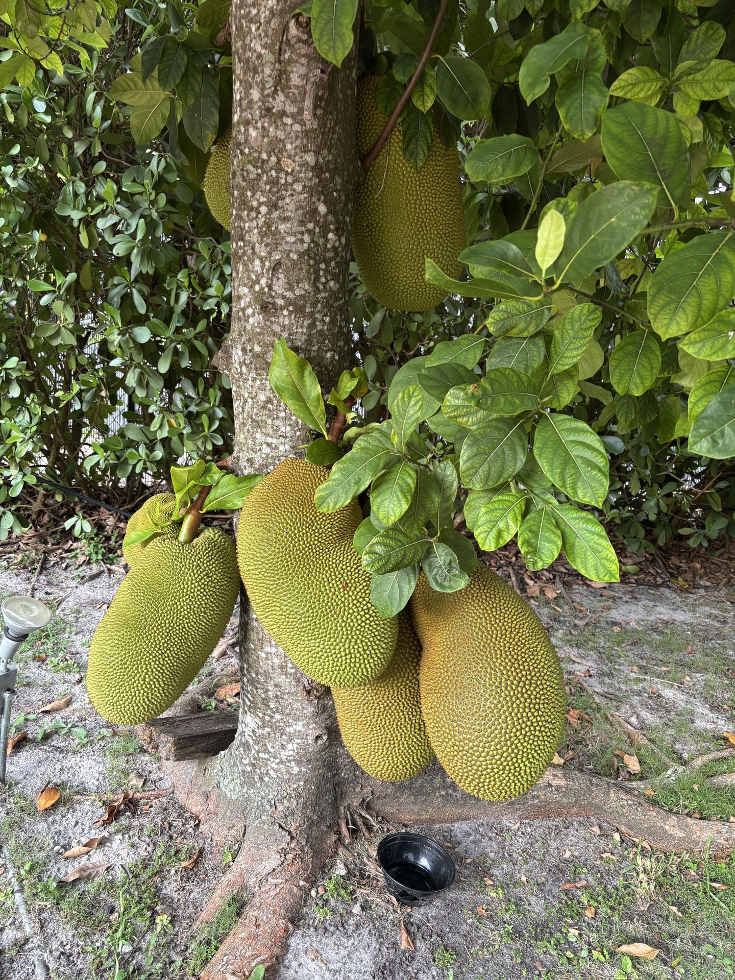 Jackfruit