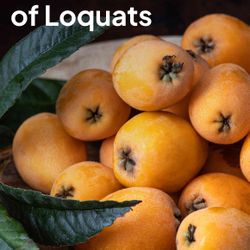 Loquat Trees  🌳🧡