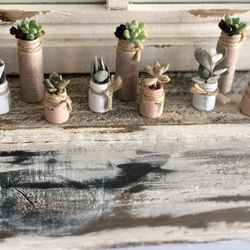 Real Succulent Babies