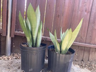 Moonshine Snakeplants- 3 Left