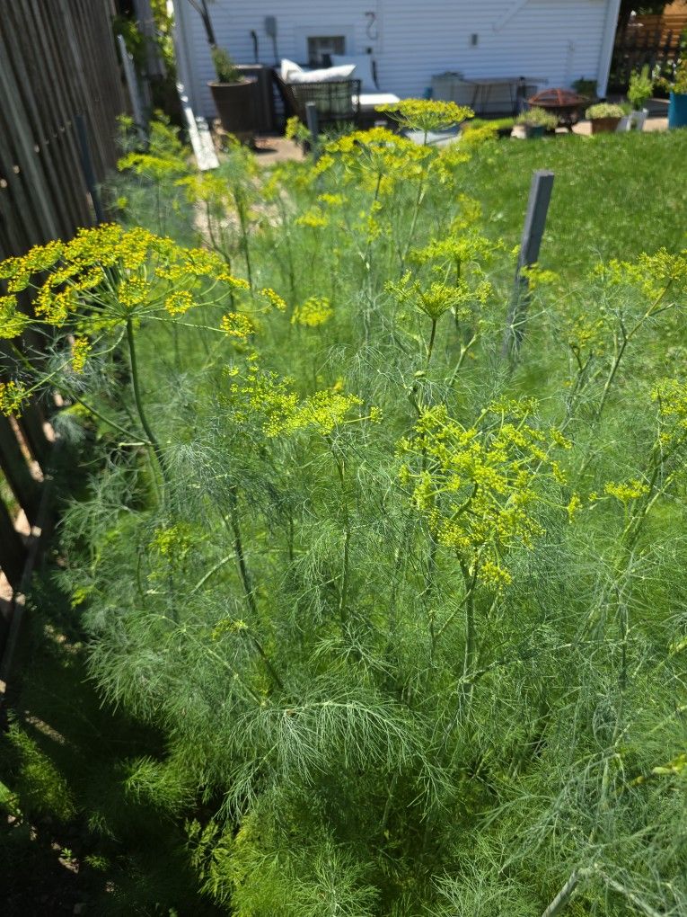 Free Fennel Plants