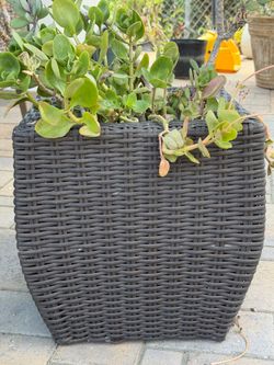 2 large pots/planters