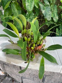 Orchid bulbophyhllum crassipes