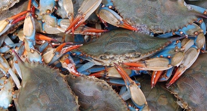 Fresh Blue Crabs 25$ Dozen Fresh Caught Everyday