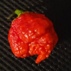 Rare Organic Smoking Ed Reaper Pepper Seeds! 2025 SEASON EARLY RELEASE! 