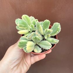 4” bear paws