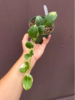 4” variegated Hoya obscura