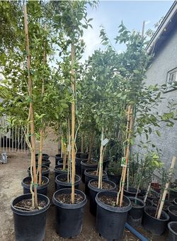 Mexican Key Lime 🍋🟩 In 15 Gallons 7 1/2 Inches Tall Also Available In 5 Gallons $135 Each Price Firm!