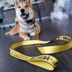 Offwhite Dog Leash And Collar