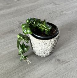 Hoya (Hindu rope Plant)