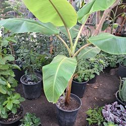 Planta  