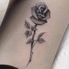 Rosa