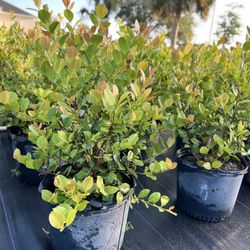 Red Tip Cocoplum Plants