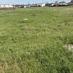 Deaf Dog Living On a Field!!! I’m Needing Help Trying To Rescue This Poor Puppy 