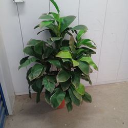 Fake Plant In Good Conditions 