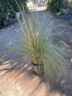 I Got a Bunch Of Plants For a Very Low Price