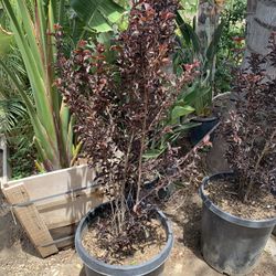 Crepe Myrtle Tree