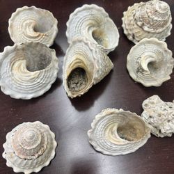 Shells
