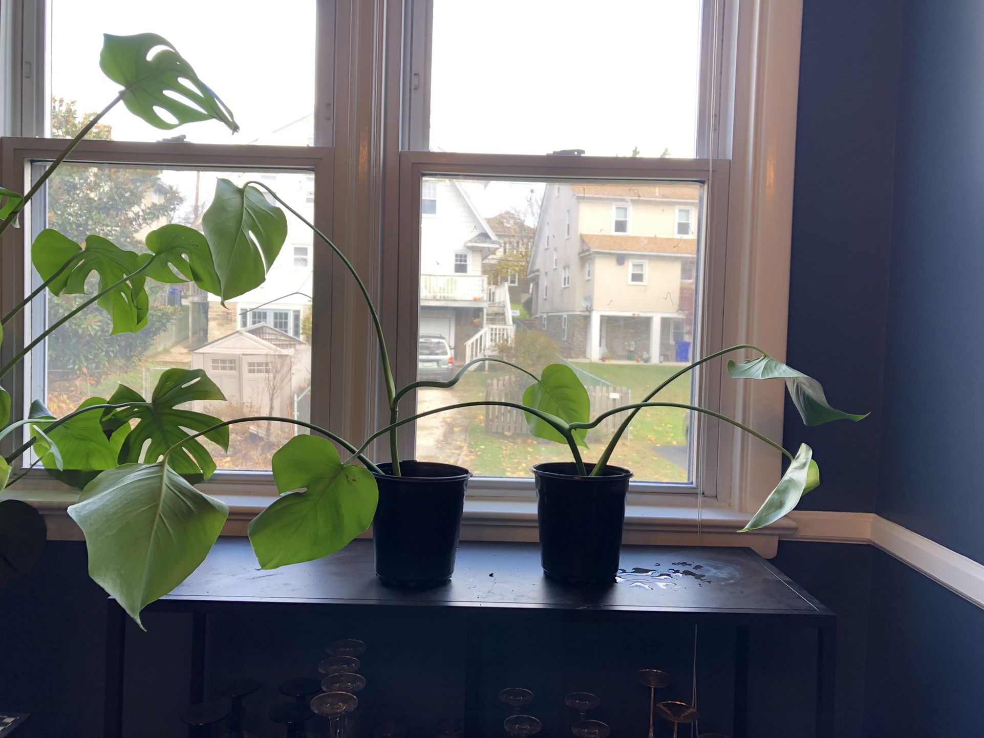 Monstera Plants