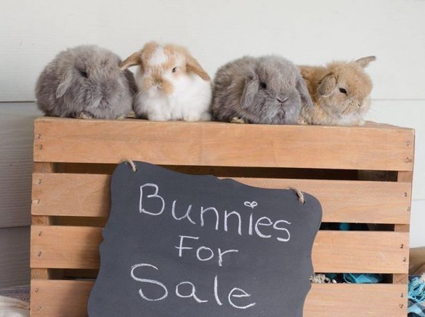 Bunnies Still Available