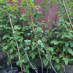 Raspberry Yellow Ann