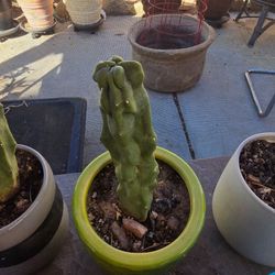 Totem pole cactus with pot