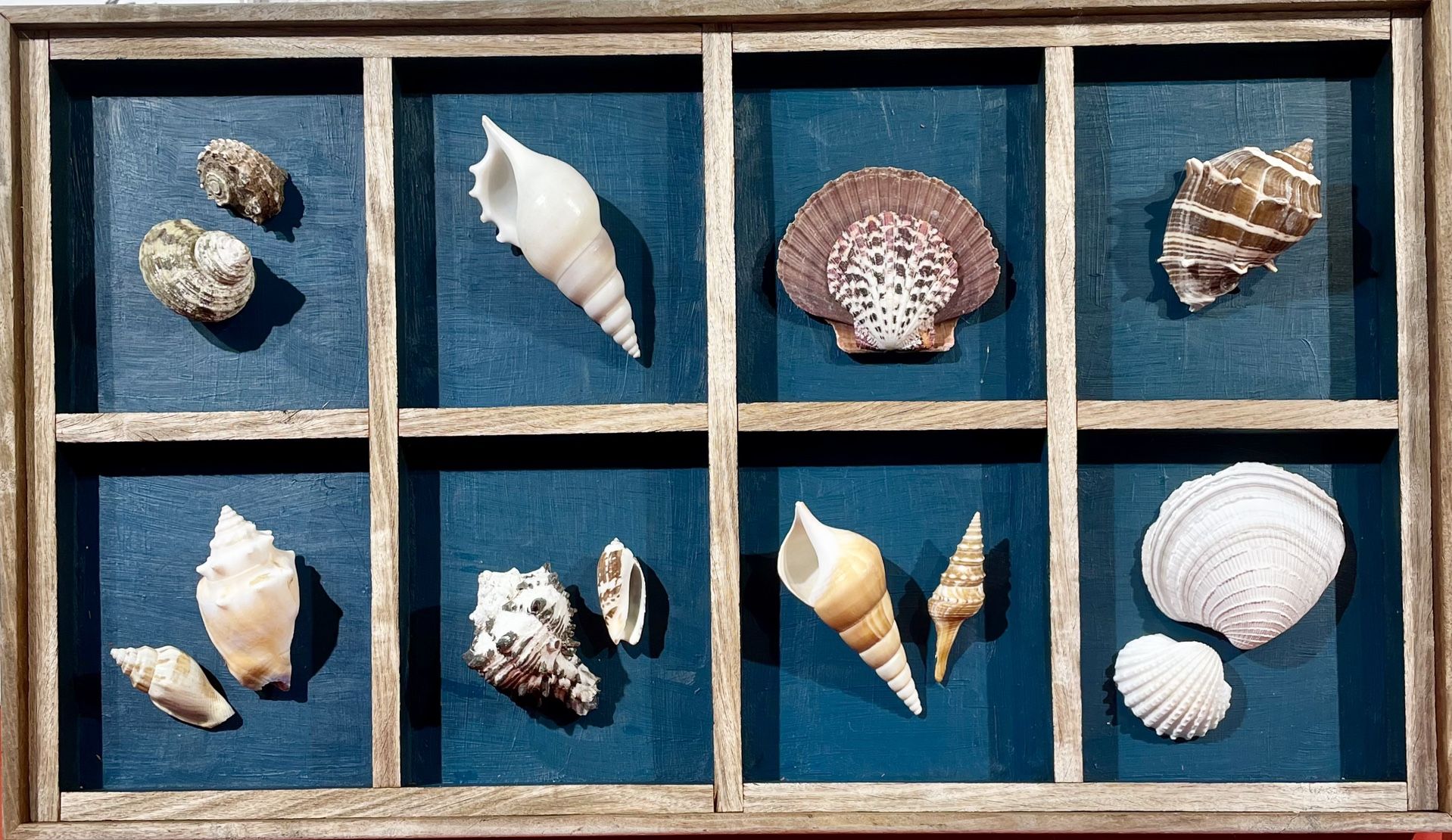 Sea Shells