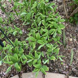 Variegated Solomon Seal Perennial Plants (pls Read Description Below)