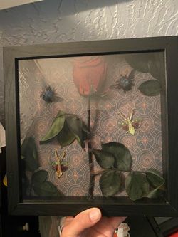 Taxidermy beetles & Mantis  &  Preserved Resl Rose