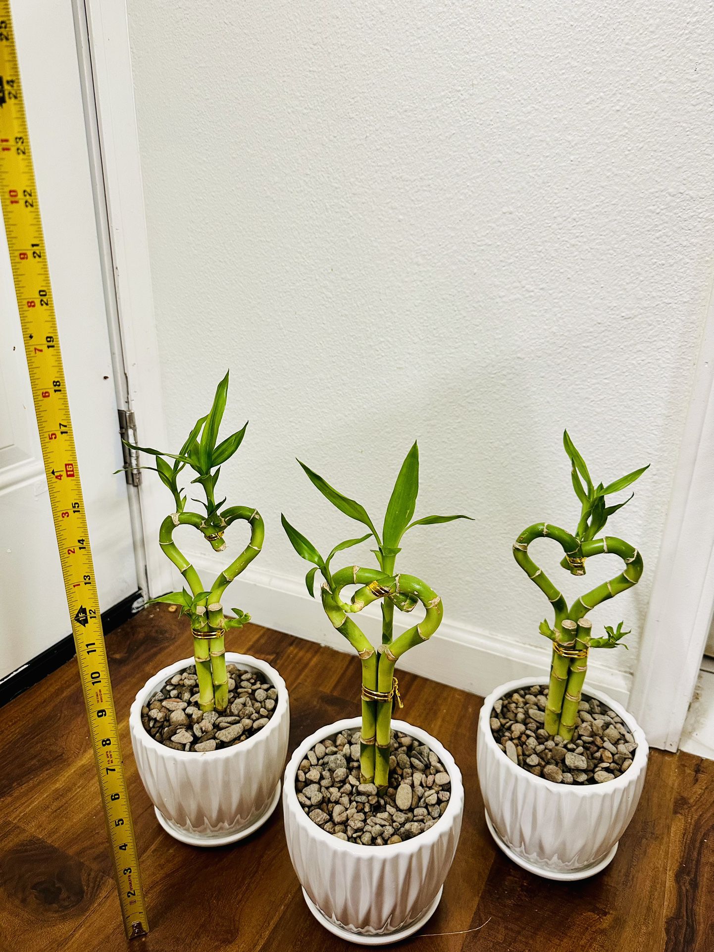 Heart Lucky Bamboo Live Indoor Plant In Ceramic Pot $10/each 