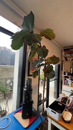 Healthy adult Fiddle Leaf Fig Tree