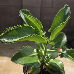 Kalanchoe Mother Of Thousand Medesinal