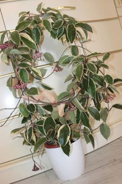 Hoya Crimson Queen