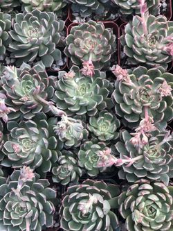 Succulents