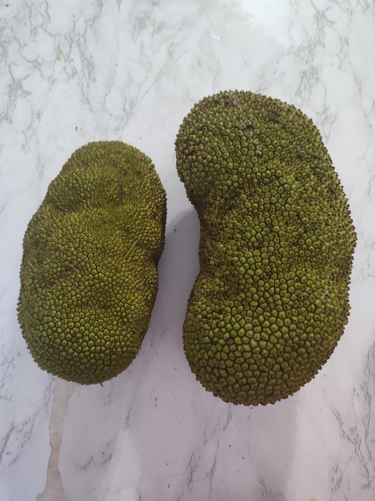 2 Fresh Jackfruit