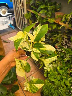 Pothos Ricotta